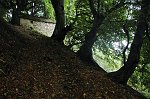 -5 Il bosco ci ripara dalla pioggia